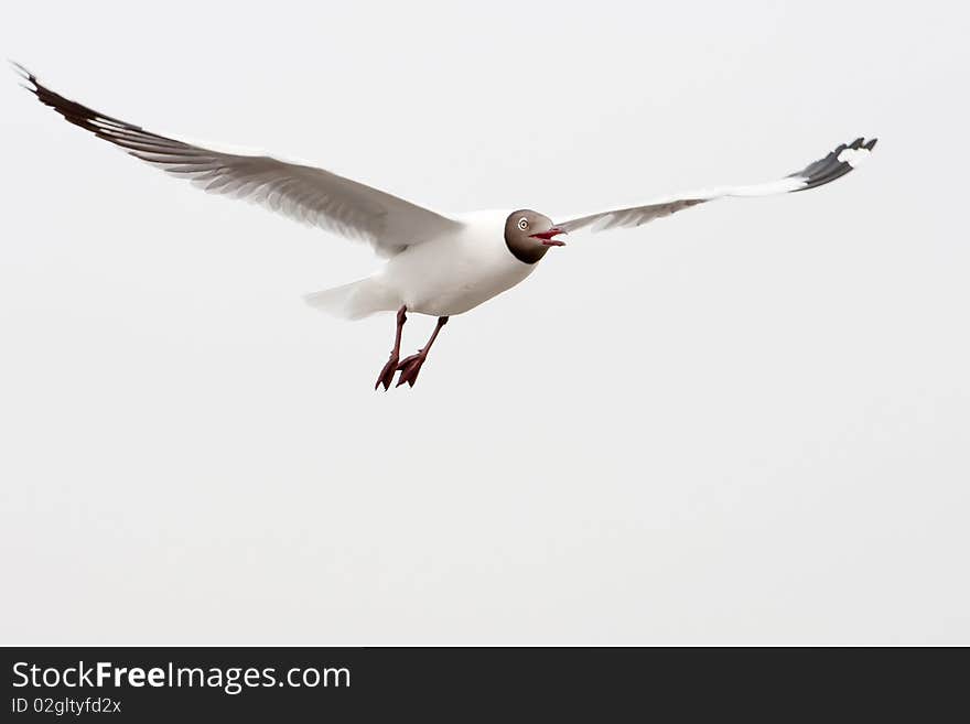 Seagull Hunting