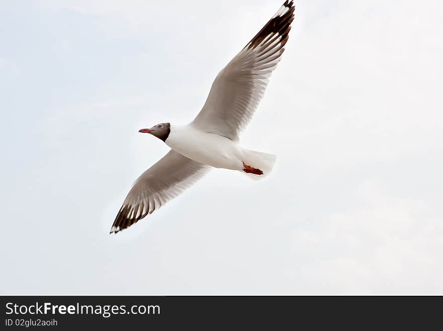 Seagull is flying in the clear sky in Thailand and expand its wings. Seagull is flying in the clear sky in Thailand and expand its wings