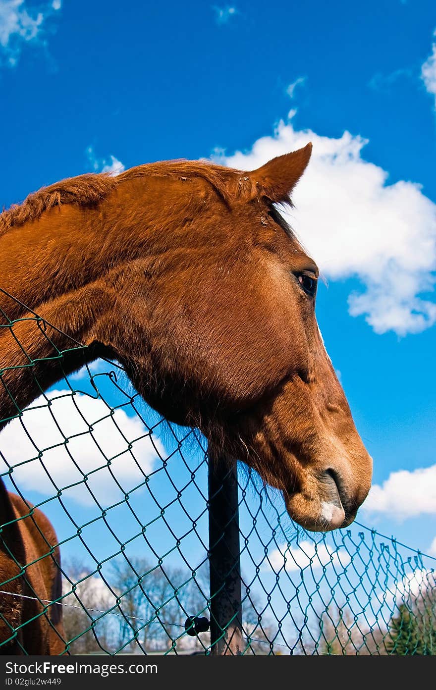 Big brown horse looks above the willow fence