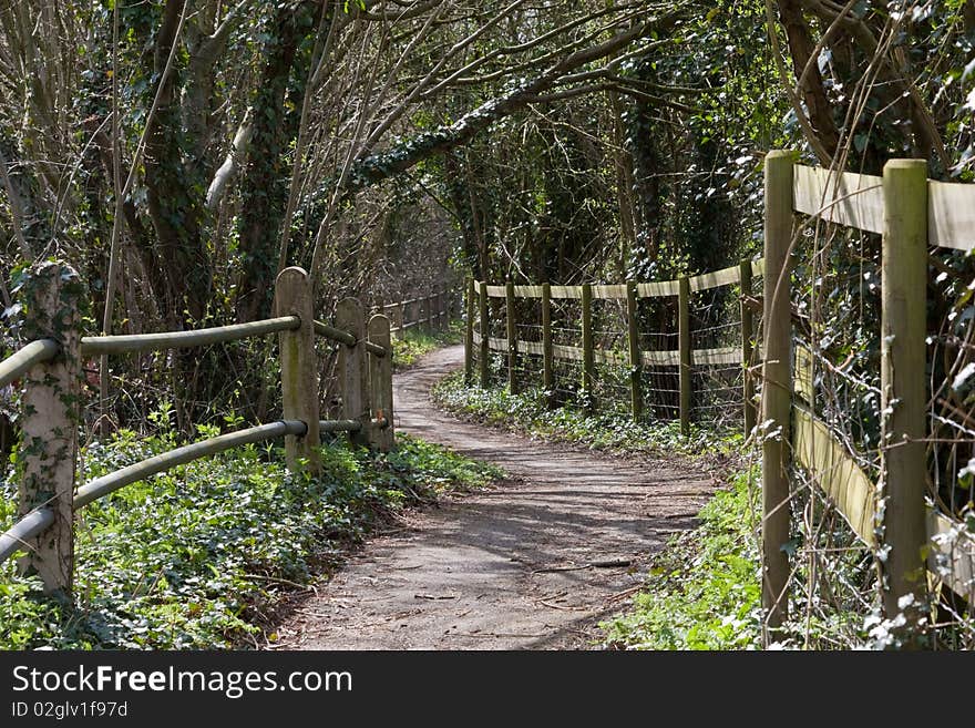 A winding country lane lined with trees coming into bud