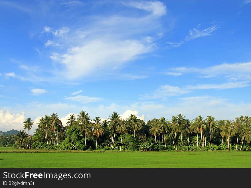 Paddy Field