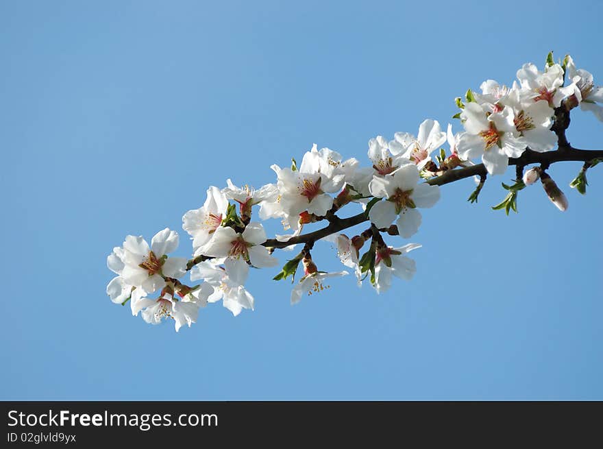 Spring sakura blossom closeup