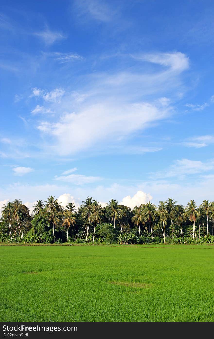 Paddy Field