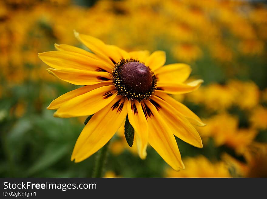 Florists Chrysanthemum