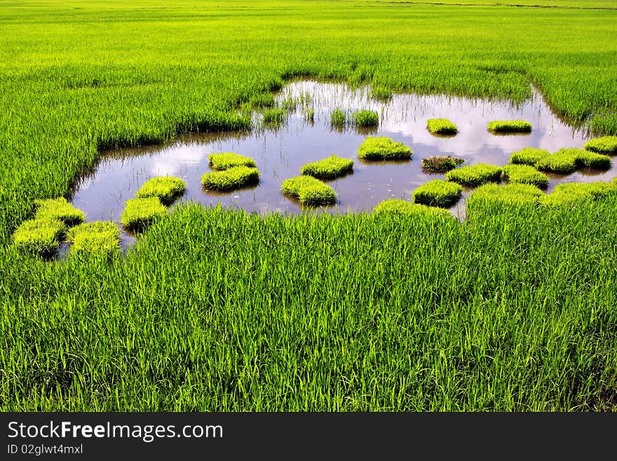 A large green paddy field on sunny day.