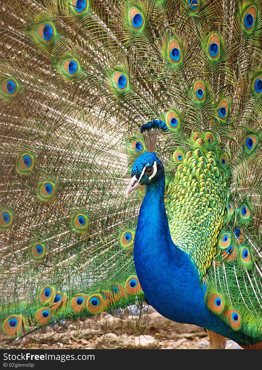 Peacock is open wings, is a symbol of courtship, shooting and Zoo