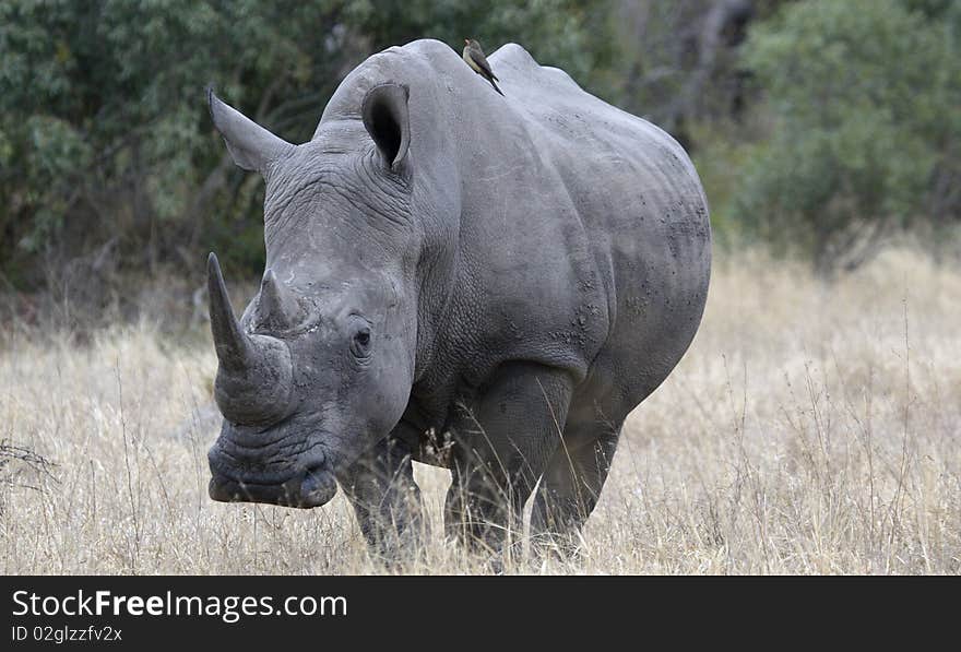 Lone rhino in the African grasslands