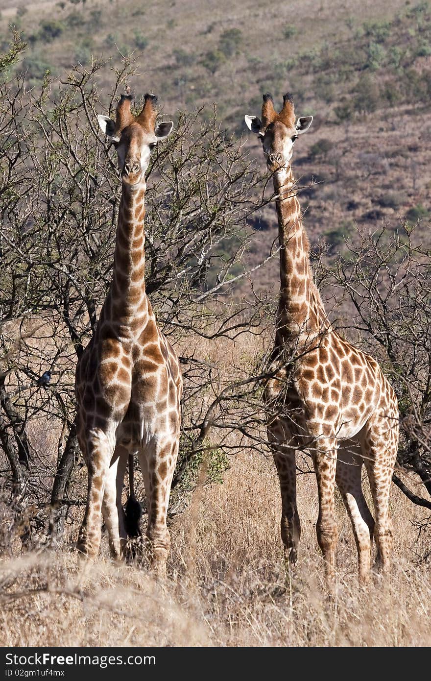 Double Alert Giraffe