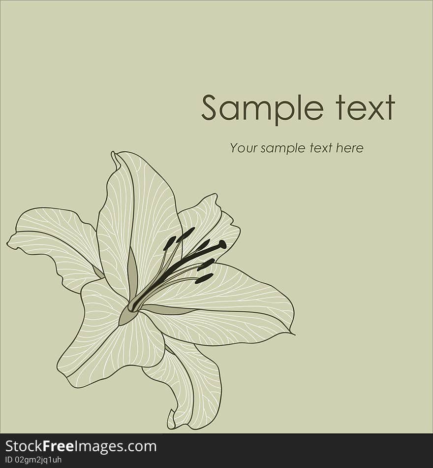 Vector background with flower lily