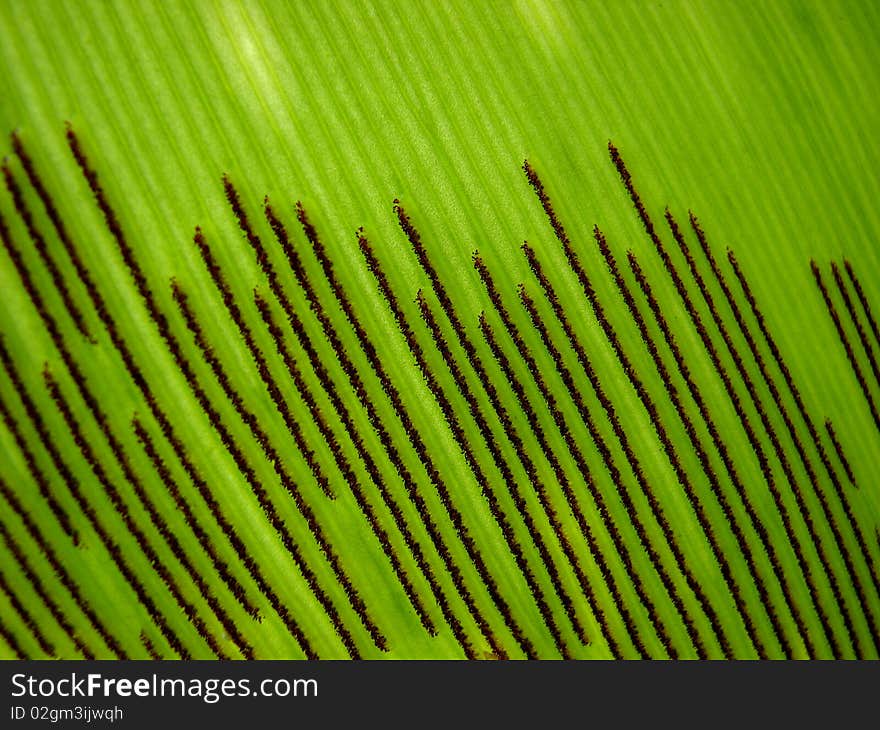 Macro photo showing details of spores on the back of a leaf, suitable for backgrounds and layers. Macro photo showing details of spores on the back of a leaf, suitable for backgrounds and layers