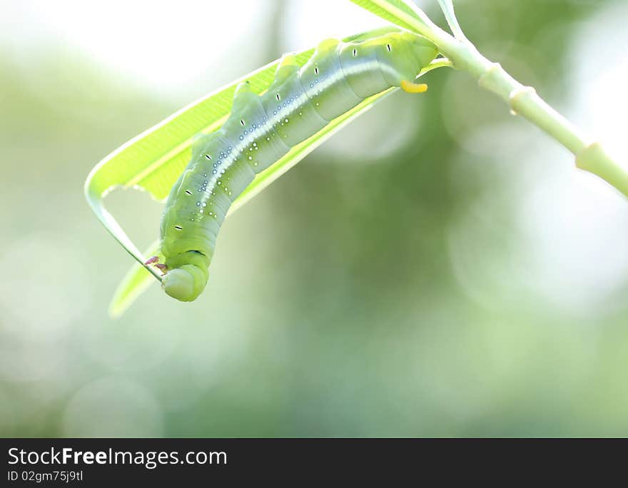 Background green worms in nature