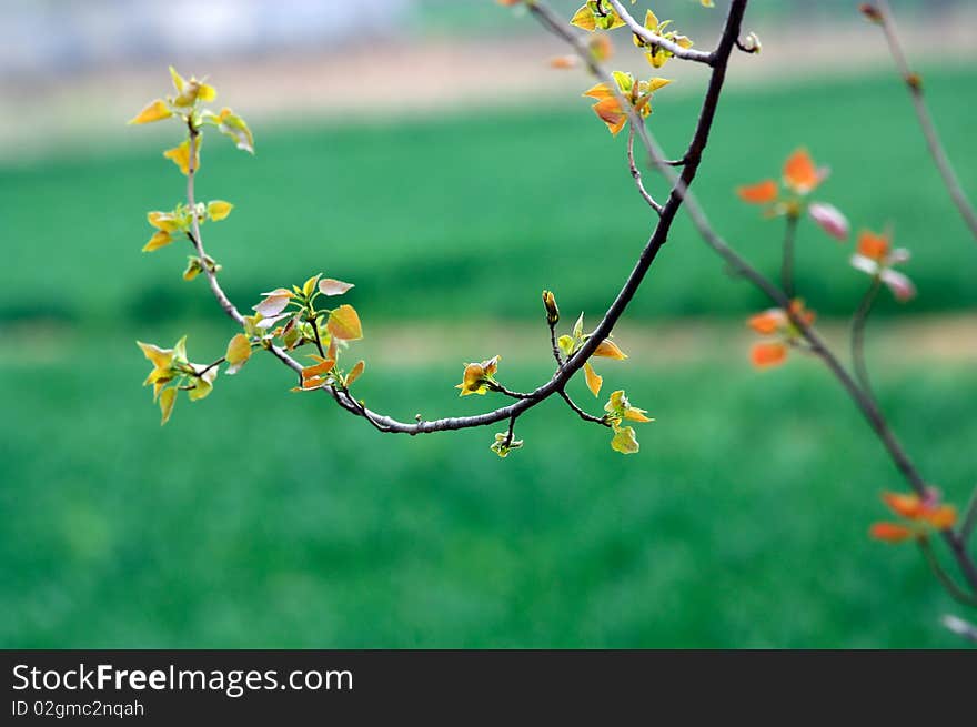 Poplar tree in spring