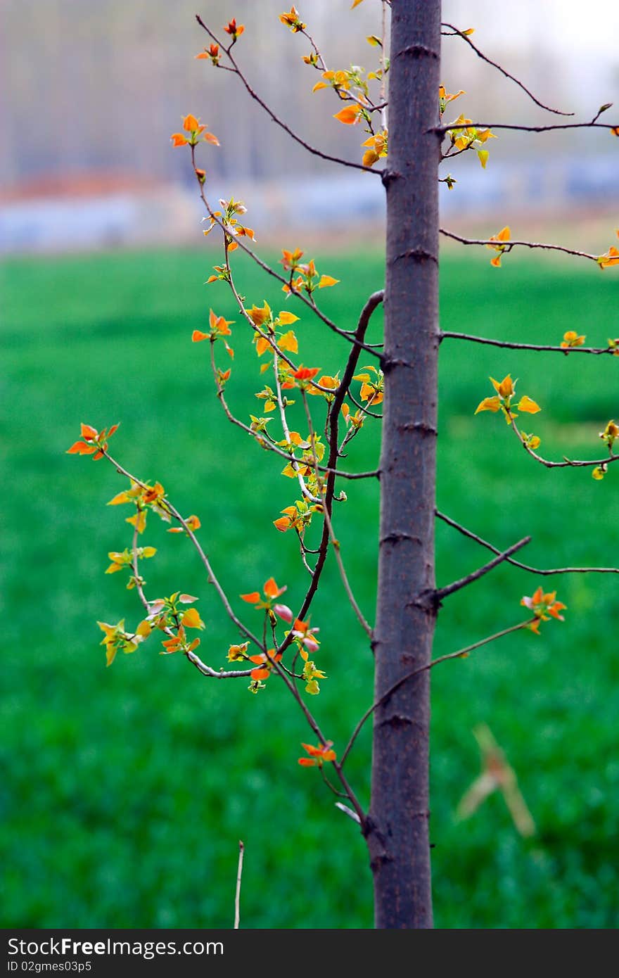 New leaf on a Poplar tree in spring.