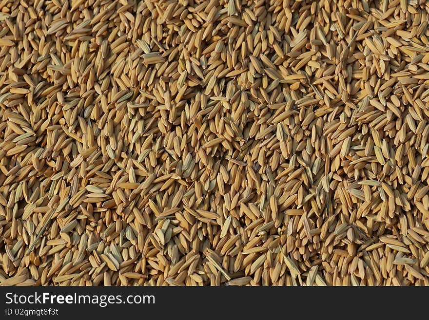 Rice seeds