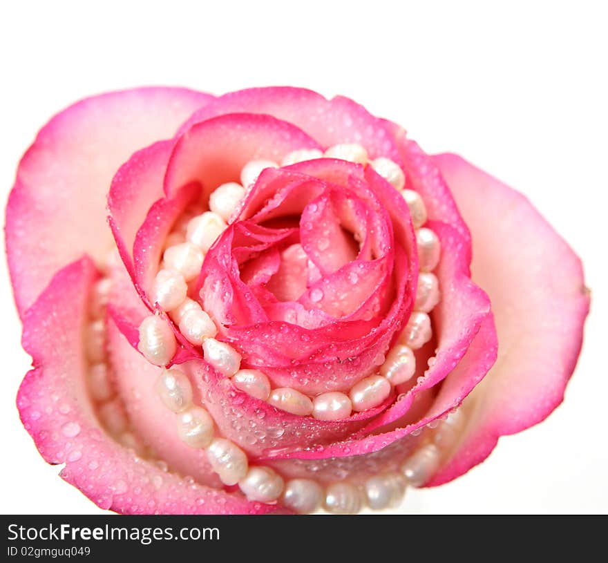 Pink rose on a white background