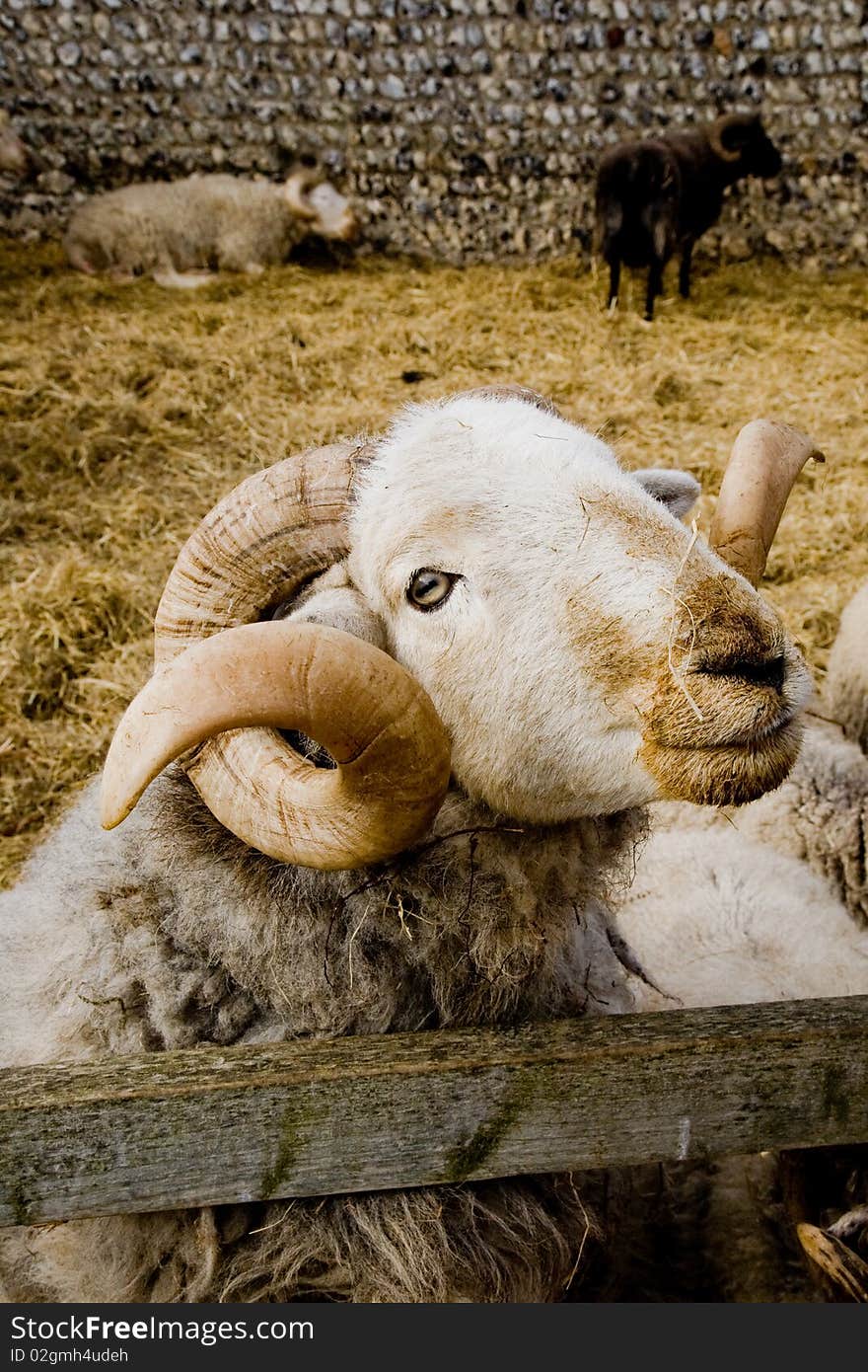 a ram and sheep