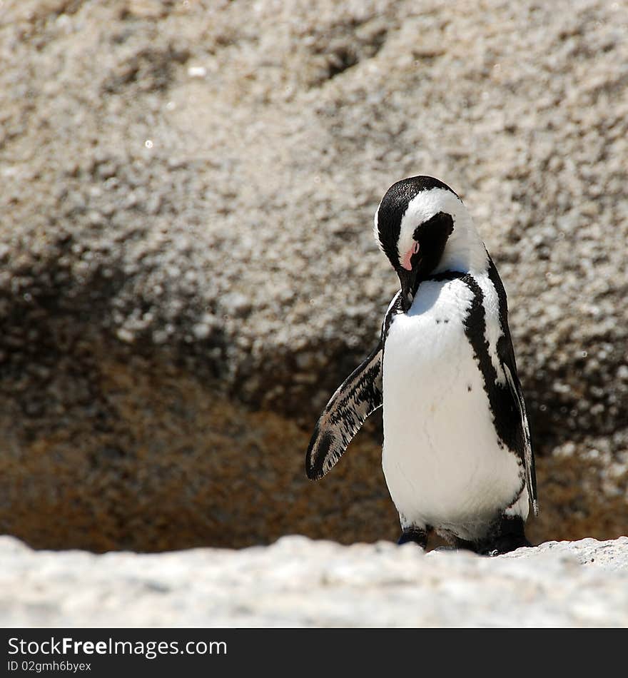 African Penguins