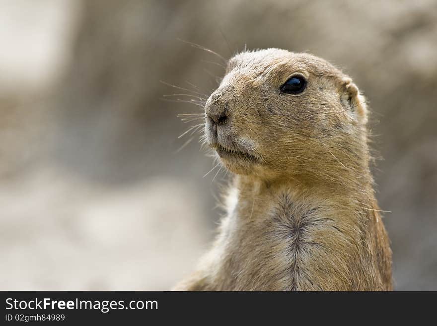 Standing black tailed prairie dog