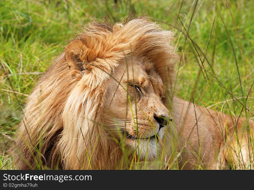 Resting lion in bush