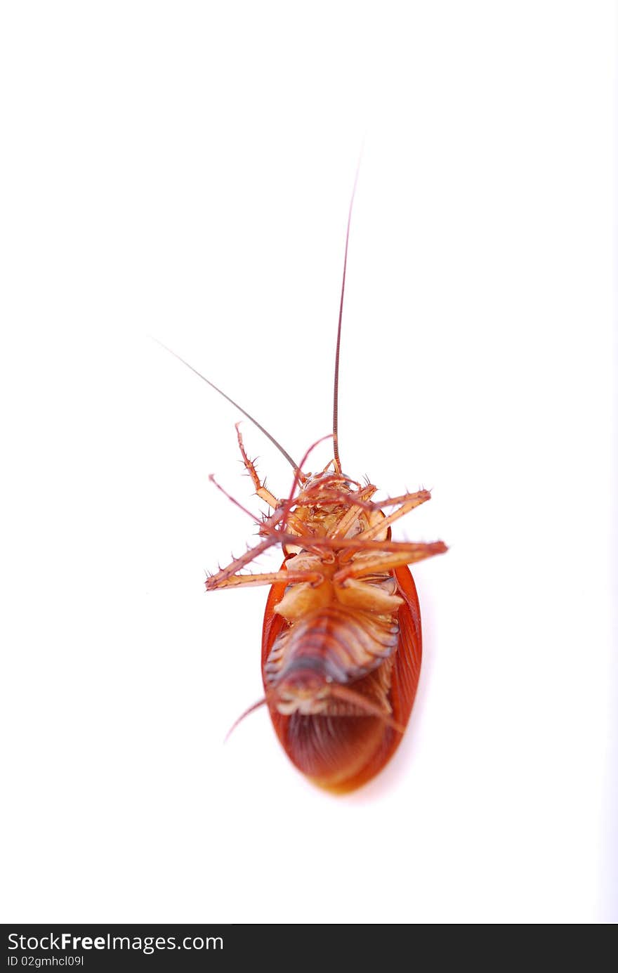 Cockroach isolated on white background