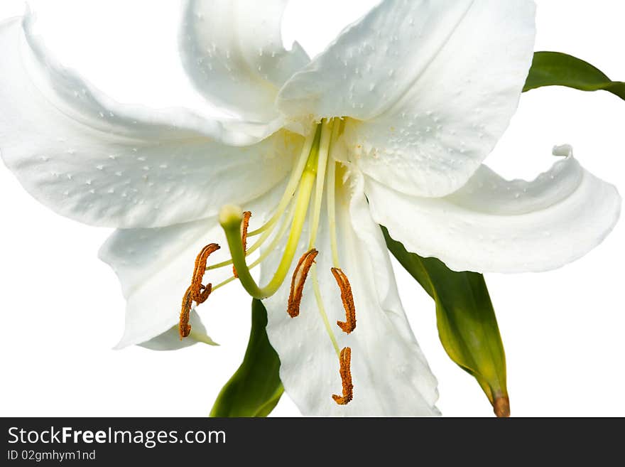 Large flower of a white lily with green leaves. Large flower of a white lily with green leaves