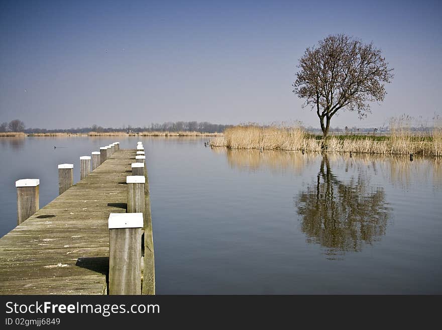 The reflection of a tree in a small lake. The reflection of a tree in a small lake