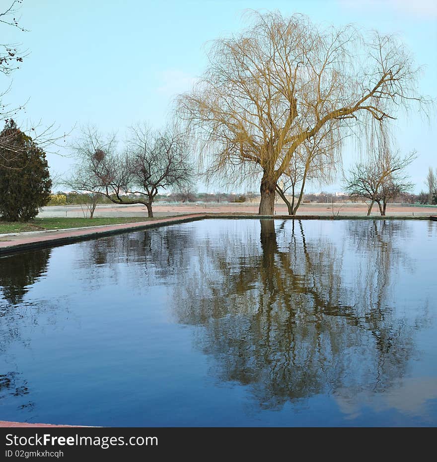 Tree reflection in water