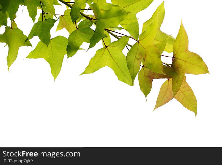 Maple leaf with white background. Maple leaf with white background