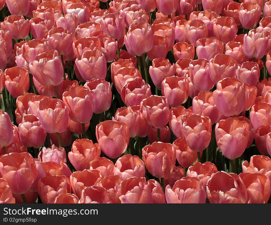 Beautiful pink tulips  at the garden. Beautiful pink tulips  at the garden