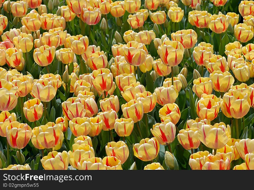 Beautiful yellow tulips at the garden. Beautiful yellow tulips at the garden