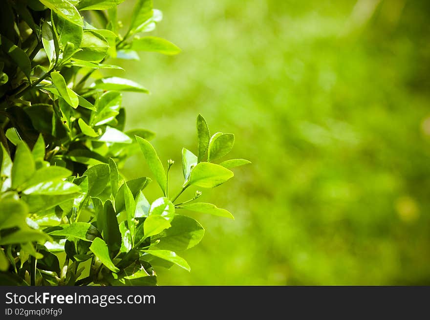 Lighted green leafs of the tree