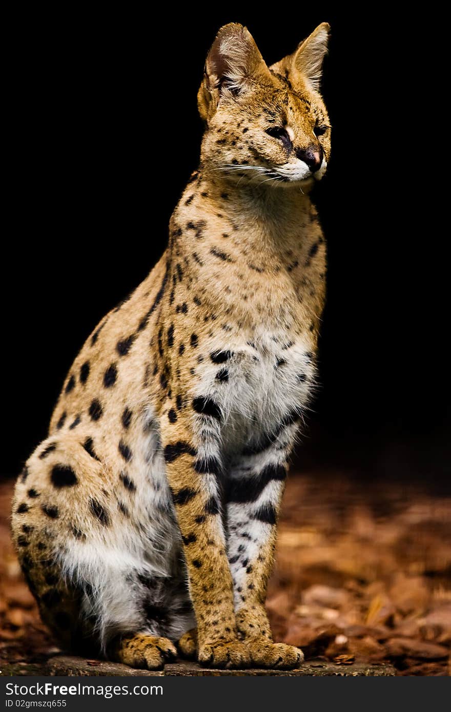 Serval posing