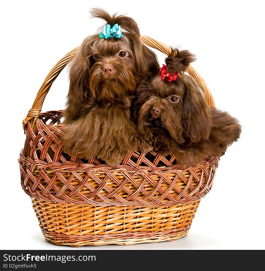 Two lap dogs in a basket