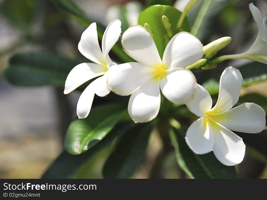 White Flower in Thai Epic