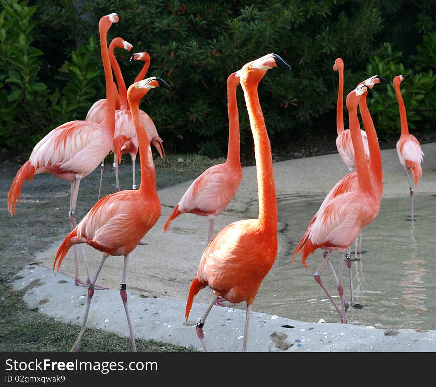 Flamingoes look to the skies for guidance. Flamingoes look to the skies for guidance