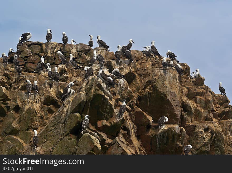 Ballestas Islands. 
The Ballestas Islands are located off the shores of Paracas, Peru.