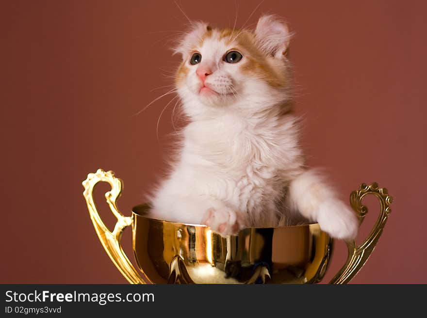 American Curl kitten