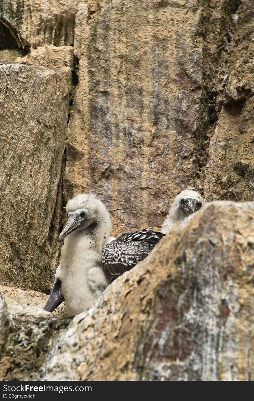 A pair of Peruvian Boobys