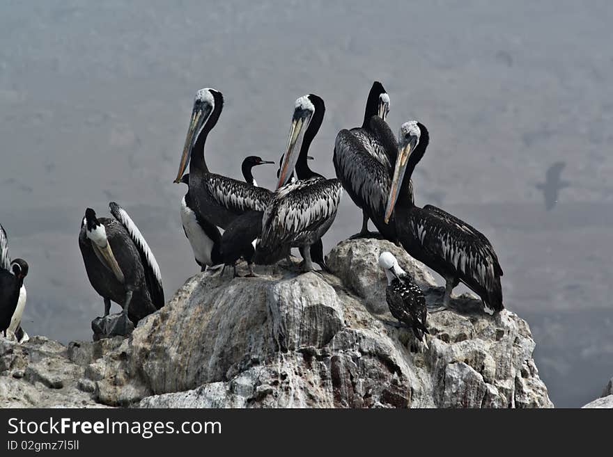 Pelicans On A Rock.