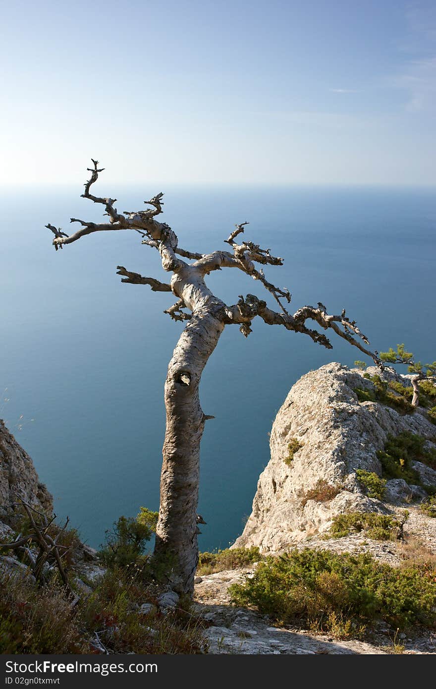 Dead tree on sea coast in Crimea mountains, Black sea