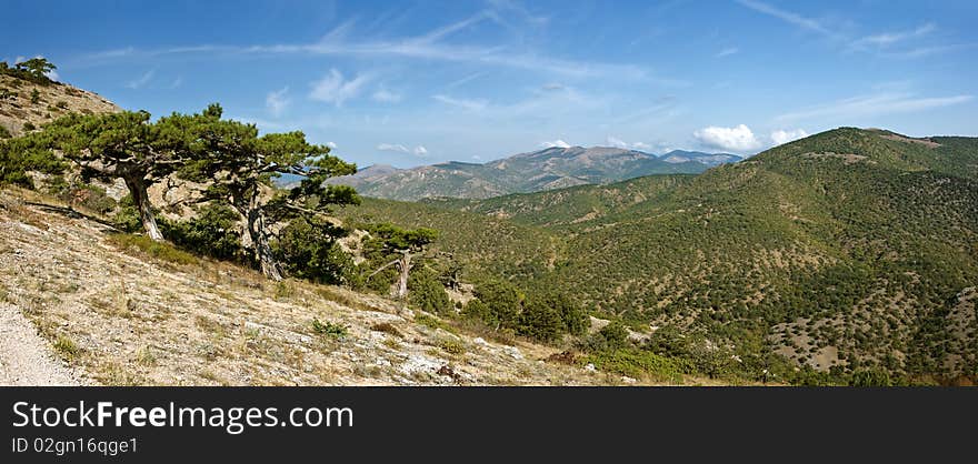 Crimea pine tree in mountains with blue sky