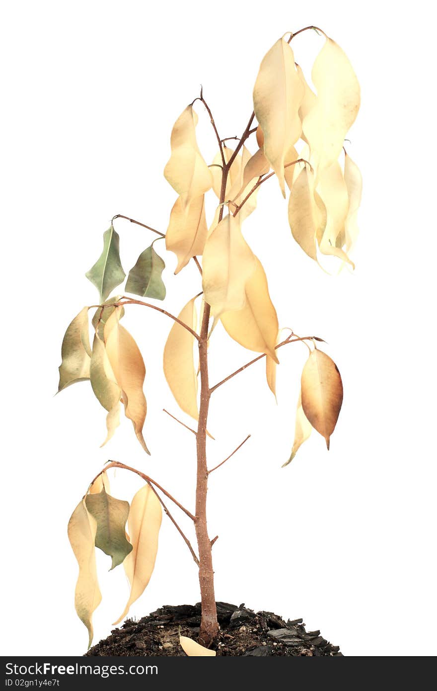 Dried Plant