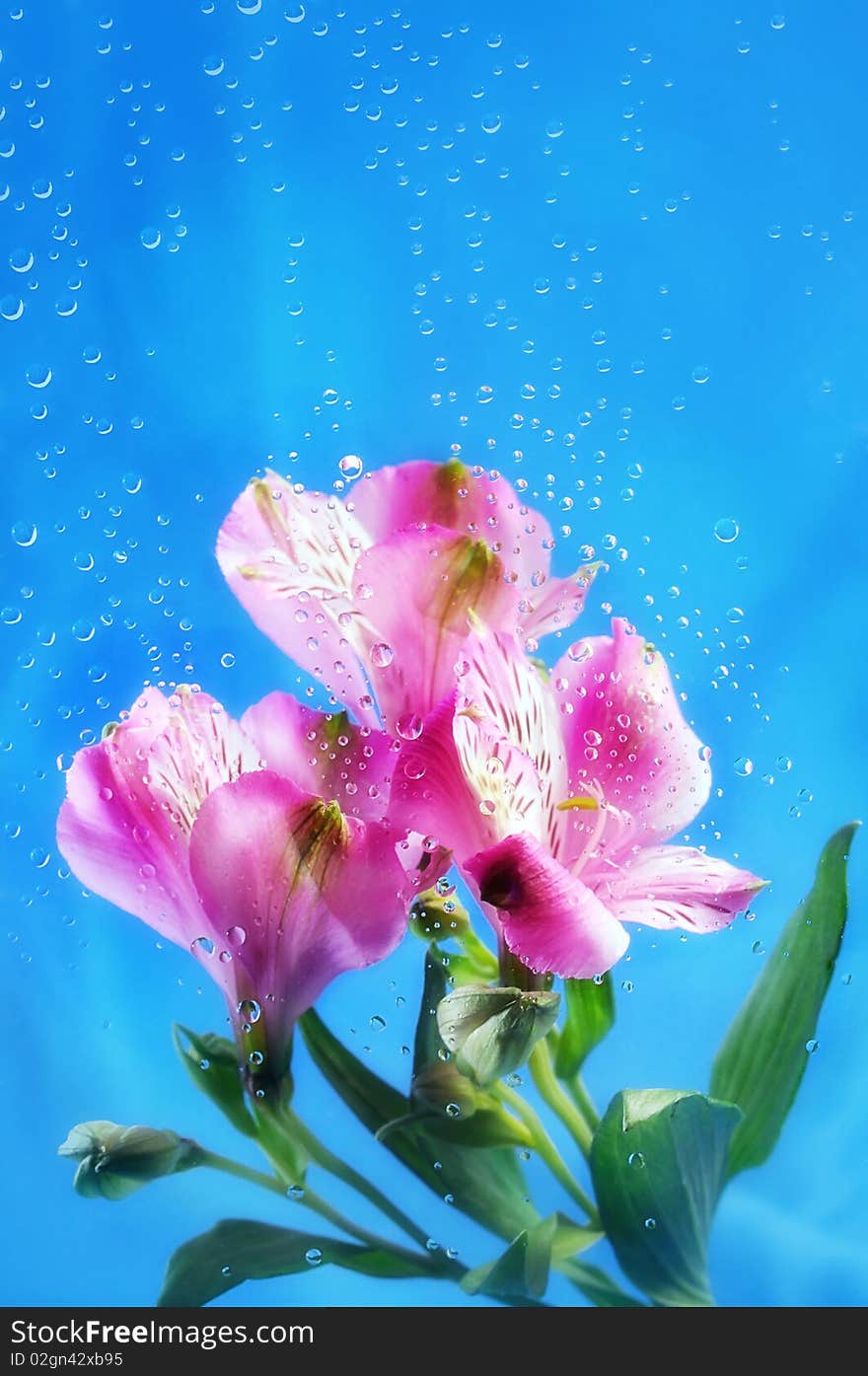 Pink flowers on the blue background with water drops. Pink flowers on the blue background with water drops.