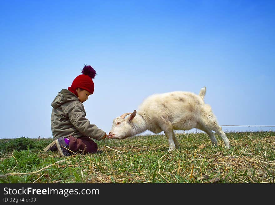 Young boy and the goat