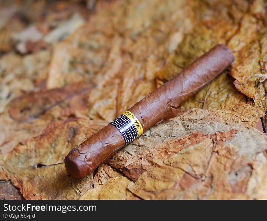 Cuban cigar on dry tobacco leaves. Cuban cigar on dry tobacco leaves