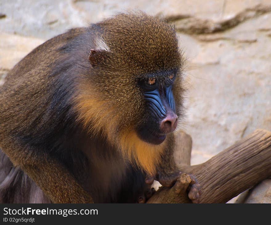 Mandrill