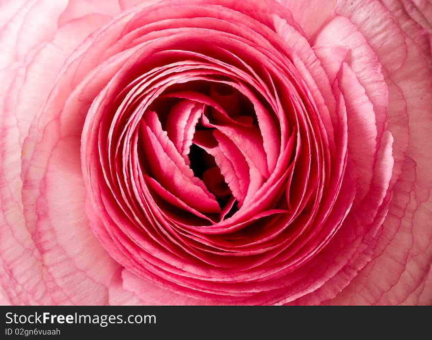 A close-up composition of a pink blooming flower