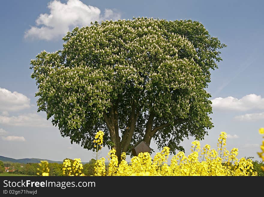 Horse Chestnut in may in Germany