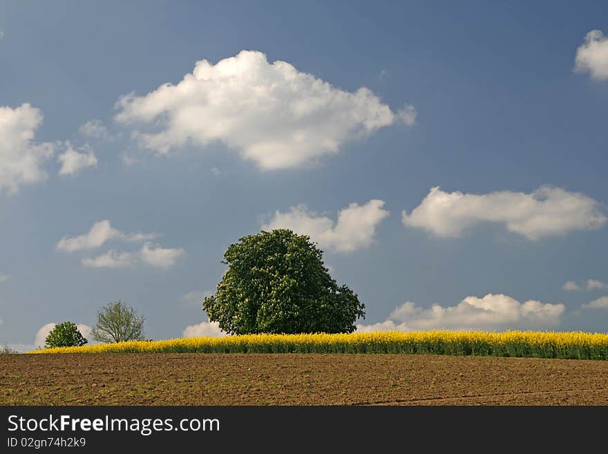 Field with rapeseed and chestnut tree in Germany