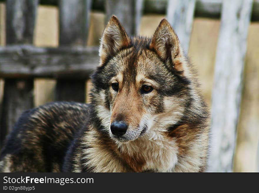 Grey danger wolf close-up in nature